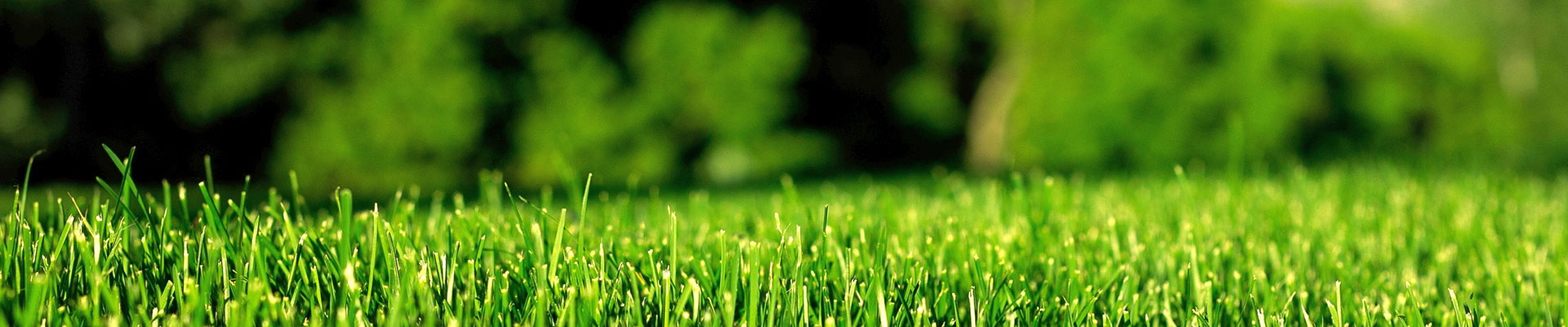 用綠色點(diǎn)綴世界，用生機(jī)感動(dòng)人心