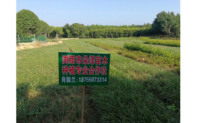 湖南華苑苗木基地實(shí)拍7