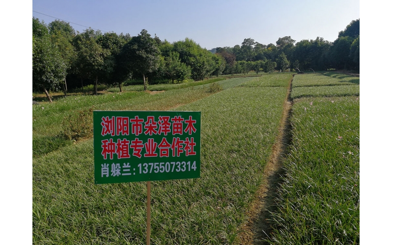 湖南華苑苗木基地實圖1