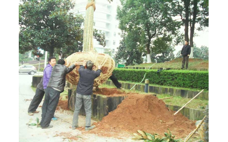 湖南華苑園林為長沙麓谷管委會打造宜居園區綠化項目